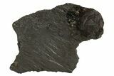 Red Embers Garnet in Graphite - Massachusetts #313434-1